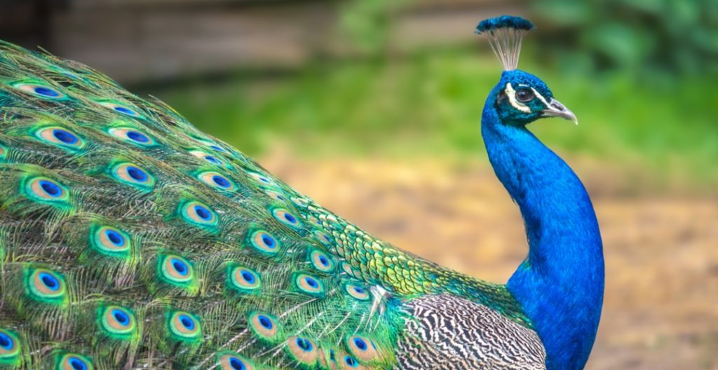 راز طاووس های زیبا در خانه مرد مشهدی لو رفت