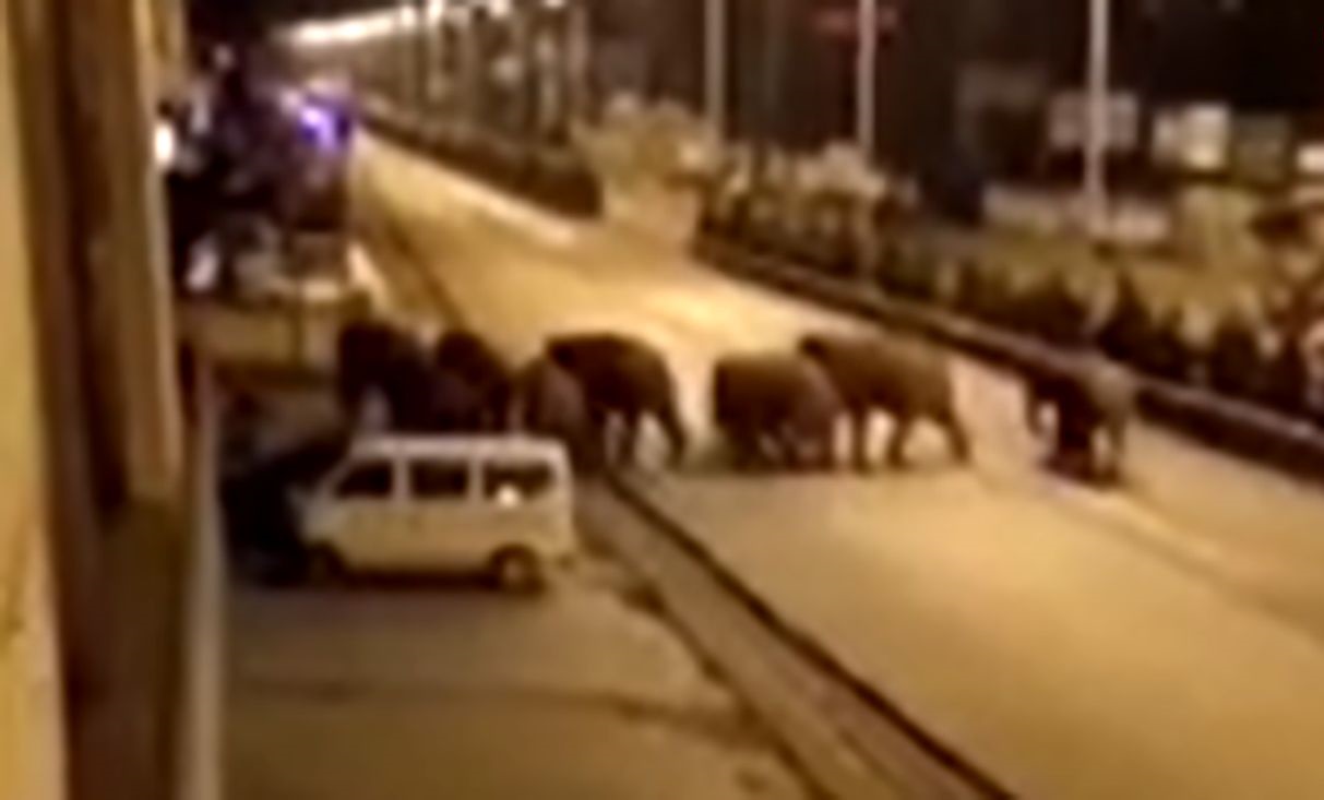 وحشت از حمله فیل ها به خیابان های چین