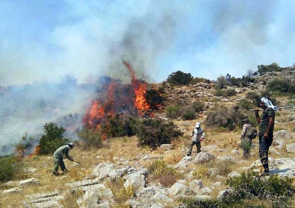 فقر گیاهان دارویی در پی آتش سوزی های سریالی در جنگل ها