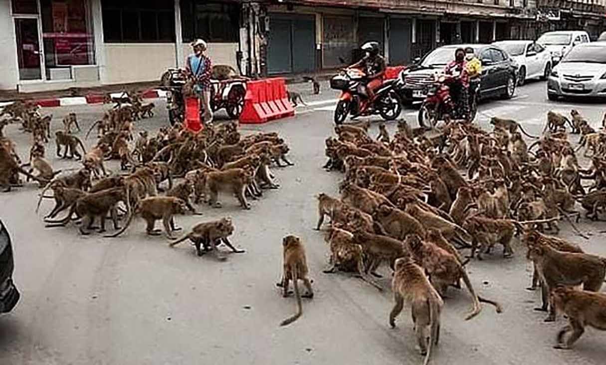درگیری میمون ها شهر را به هم ریخت
