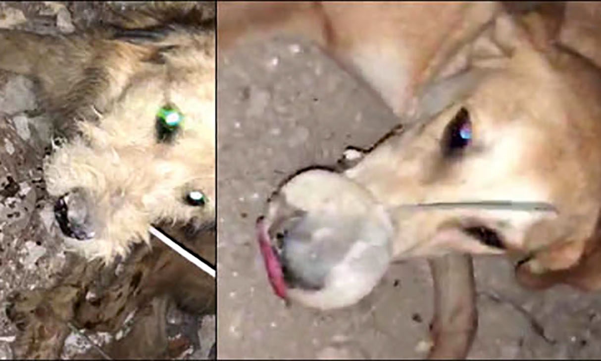 قتل عام تلخ سگ ها با دهان بسته در بندر امام خوزستان !