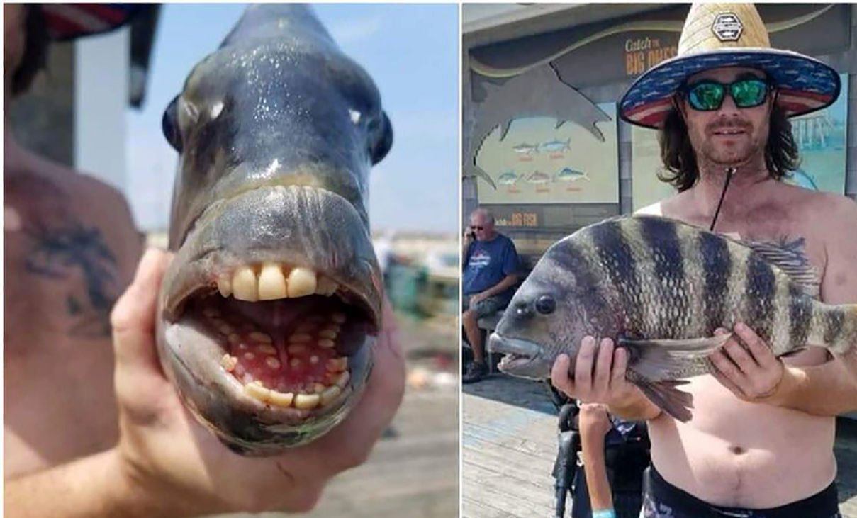 دندان های انسانی این ماهی شوک آور است