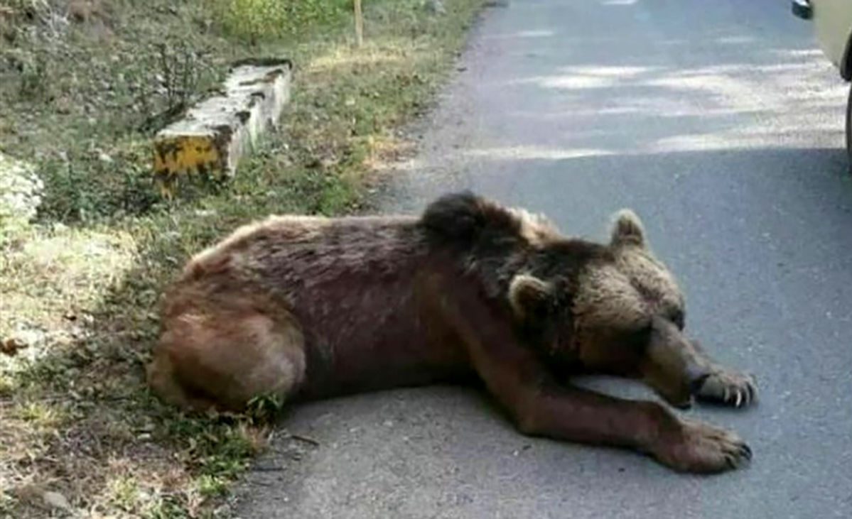 بدشانس ترین توله خرس ایران در دالاهو !+ عکس دیدنی