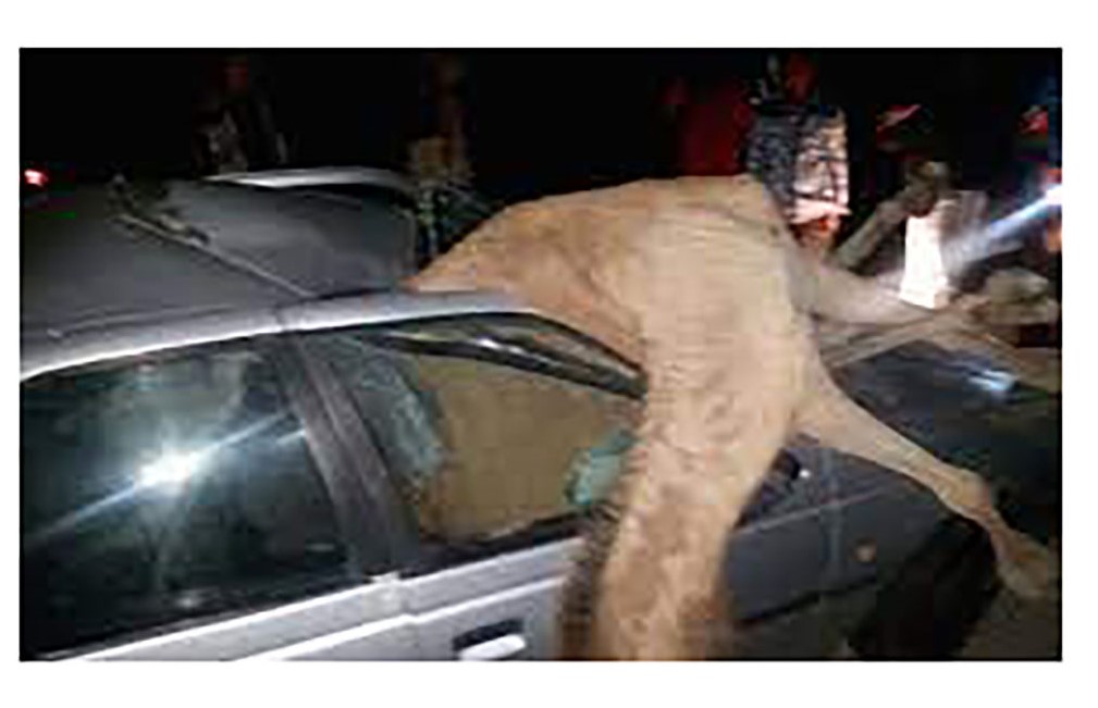 عکس باورنکردنی از تصادف پژو با شتر بیچاره در سیریک