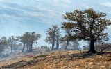 باران آتش جنگل های کردکوی را خاموش کرد