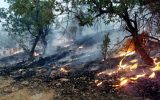 200 هکتار جنگل در 3 روز سوخت