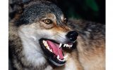 حمله خونین گرگ های گرسنه به چالدران