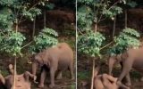 رفتار فیل مادر با جسد بچه فیل !