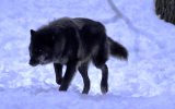 شکار سگ توسط گرگ در هوای برفی !