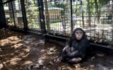 حقایقی از زندگی و مرگ “باران” شامپانزه ایرانی
