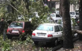 سقوط درختان در جاده گرگان به کردکوی