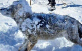 گرگ ایرانی در شهر اراک یخ زد