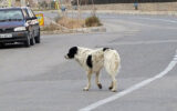 حمله مرگبار سگ ولگرد به زن کرمانی