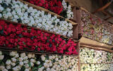 40 هزار گل خارجی میلیاردی در تهران کشف شد