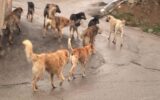 حمله سگ های ولگرد به 3 کودک رودانی