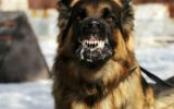 کشته شدن دانش آموز بیرجندی با حمله یک سگ