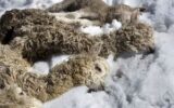 تلف شدن دام‌های عشایر بر اثر بارش برف