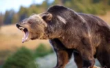 حمله خرس وحشی به بروجن