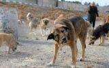 بحران سگ ولگرد در ایران؛ معادل وام ۱۵ هزار زوج خرج سگ می‌شود!