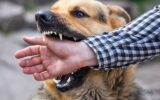 مصدومیت ۳۷ شهروند مازندرانی براثر گاز گرفتگی سگ