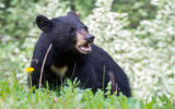 حمله خونین خرس سیاه به 4 مرد در بندرعباس