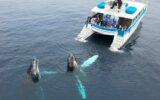 2 نهنگ یک قایق گردشگری را دزدیدند!