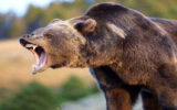 حمله خونین خرس قهوه ای به 3 مرندی
