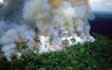 آتش سوزی در جنگل های تنکابن شعله ور شد