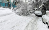 برف درخت تنومند را شکست و روی 2 خودروی لوکس افتاد