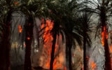 آتش سوزی نخلستان روستای فیروزآباد