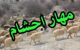 احشام قاچاق در مرزهاي سيستان وبلوچستان