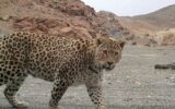 حمله پلنگ در تربت حیدریه