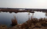 تالاب خشکیده «صالحیه» منشأ گرد و غبار در تهران